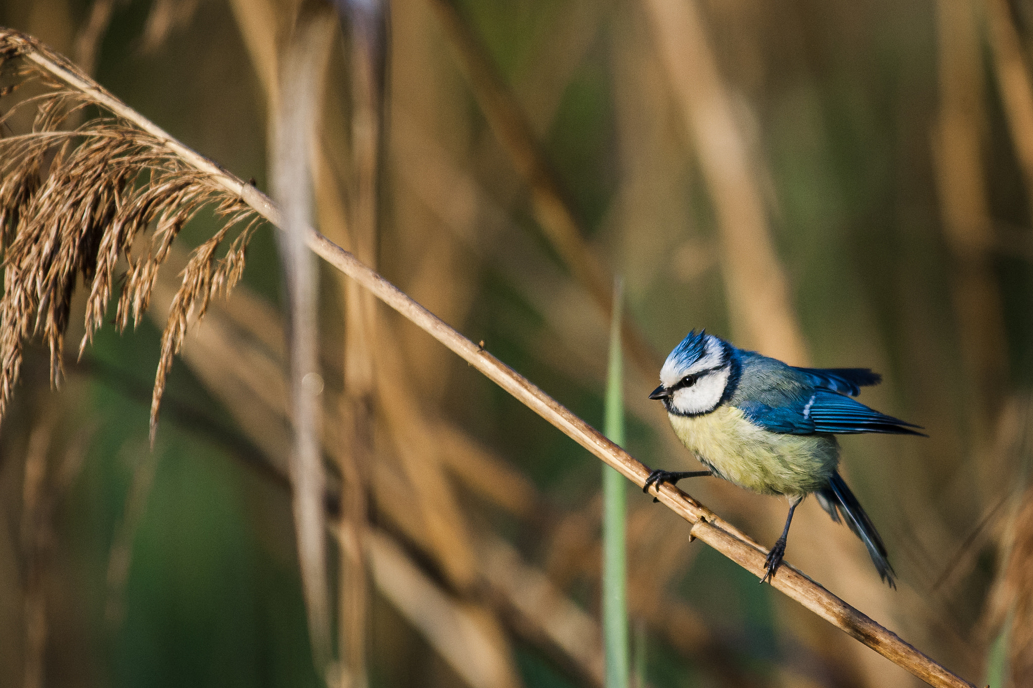 Canon EOS-1D Mark III sample photo. Bluetit in the morning photography