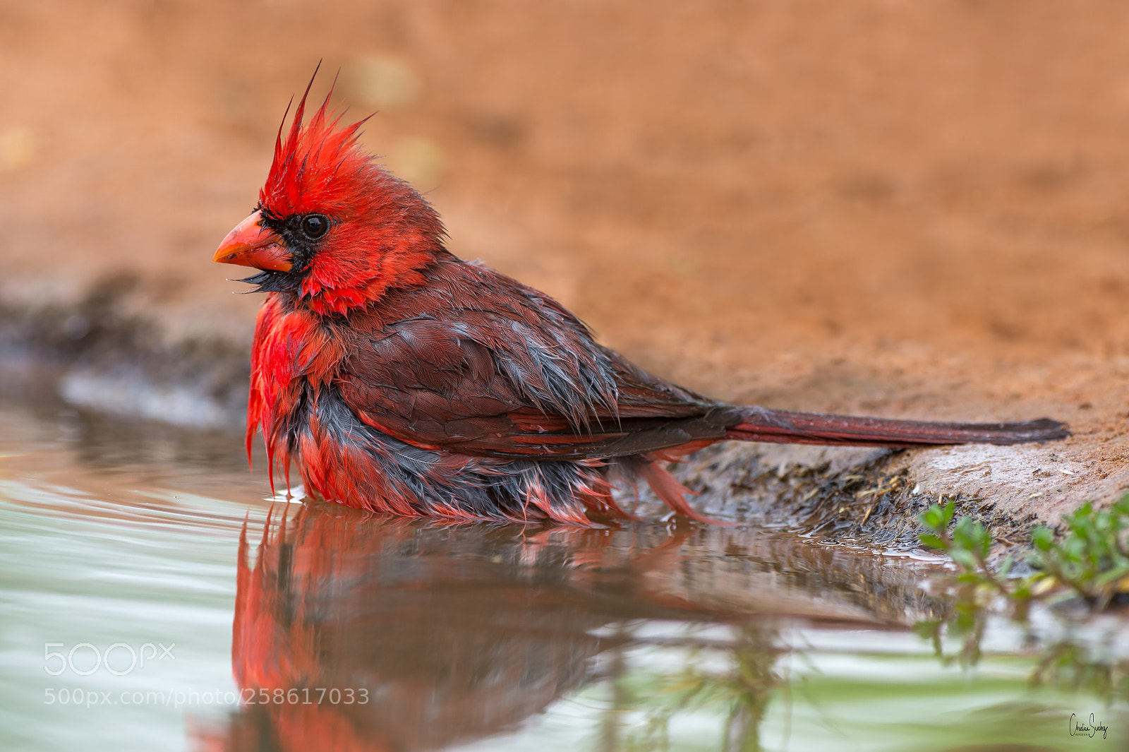 Nikon D4 sample photo. Northern cardinal photography