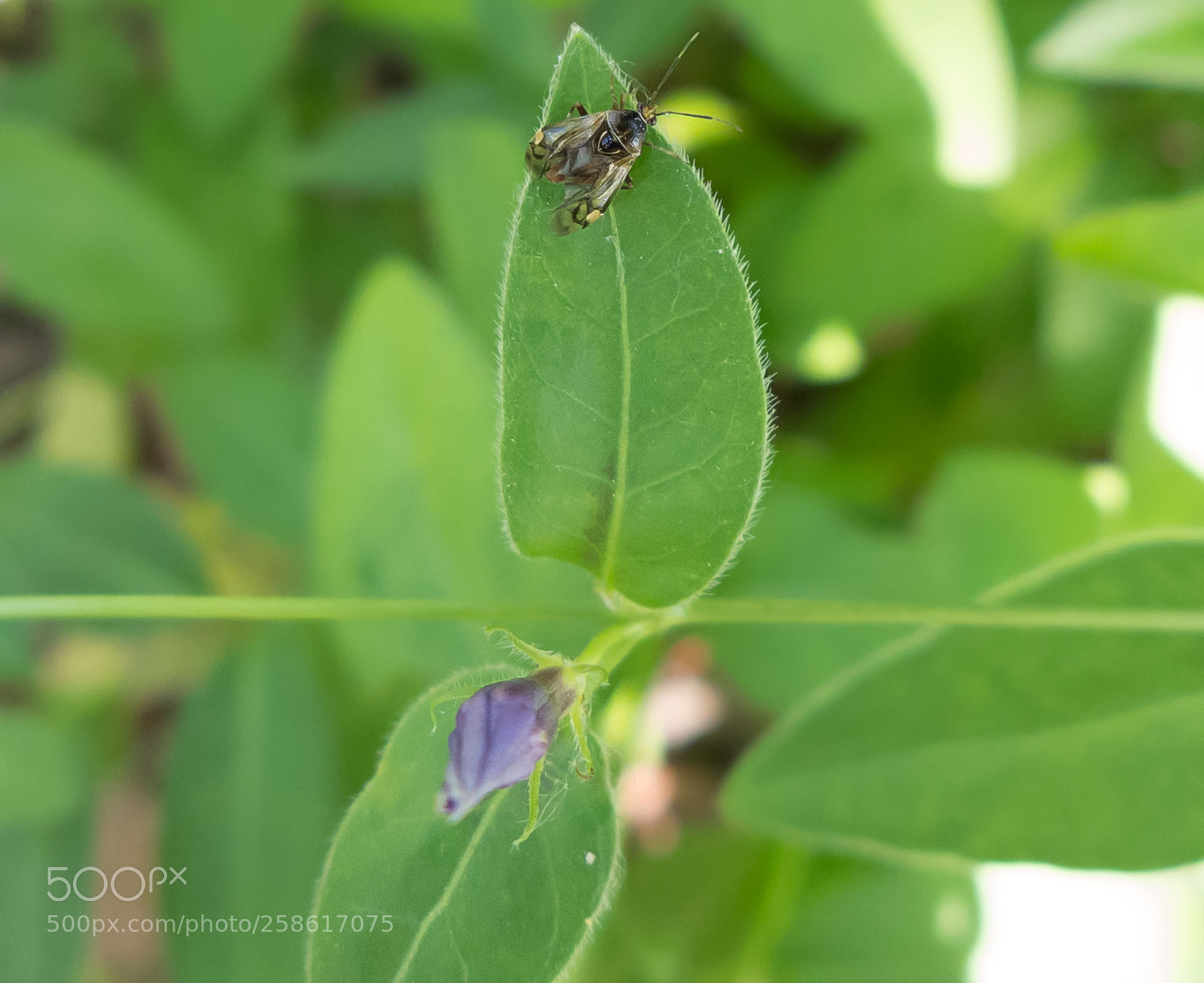 Panasonic Lumix DMC-LX7 sample photo. Insect photography