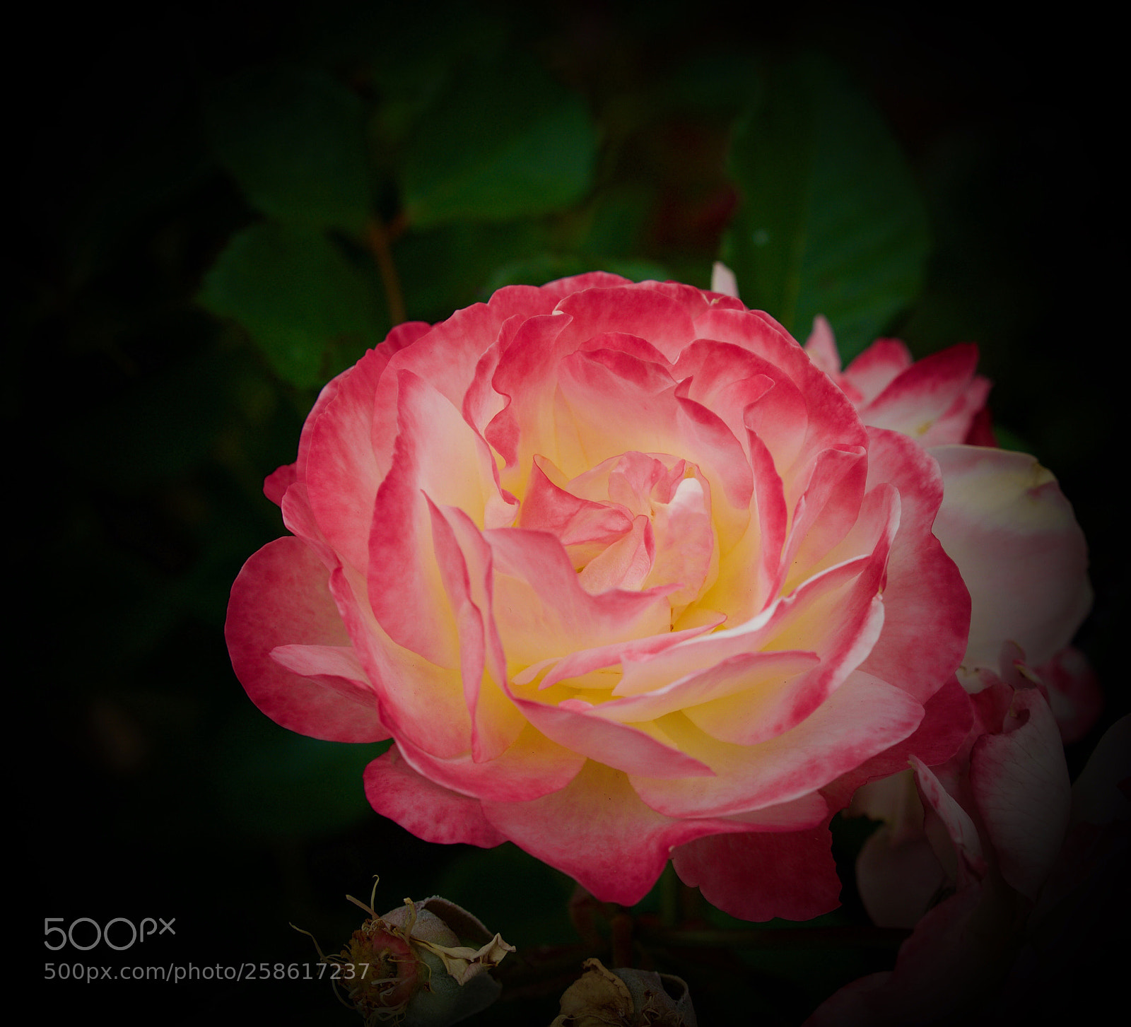 Olympus OM-D E-M1 Mark II sample photo. Natural beauty photography