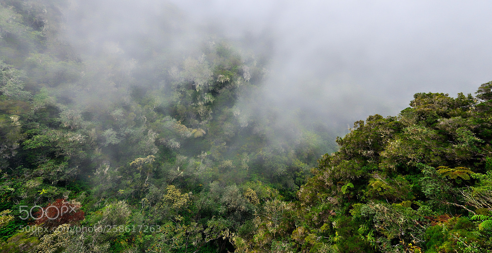 Nikon D7000 sample photo. Foret primaire d'altitude photography