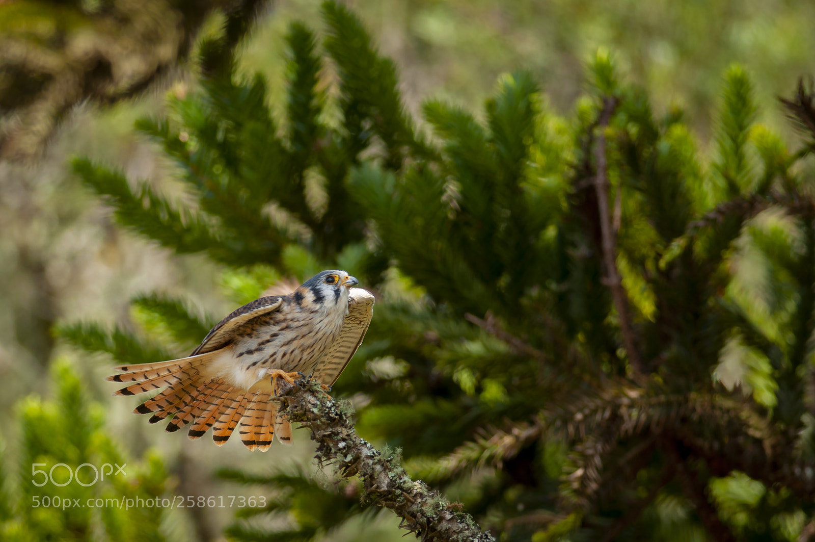 Nikon D5000 sample photo. American kestrel photography