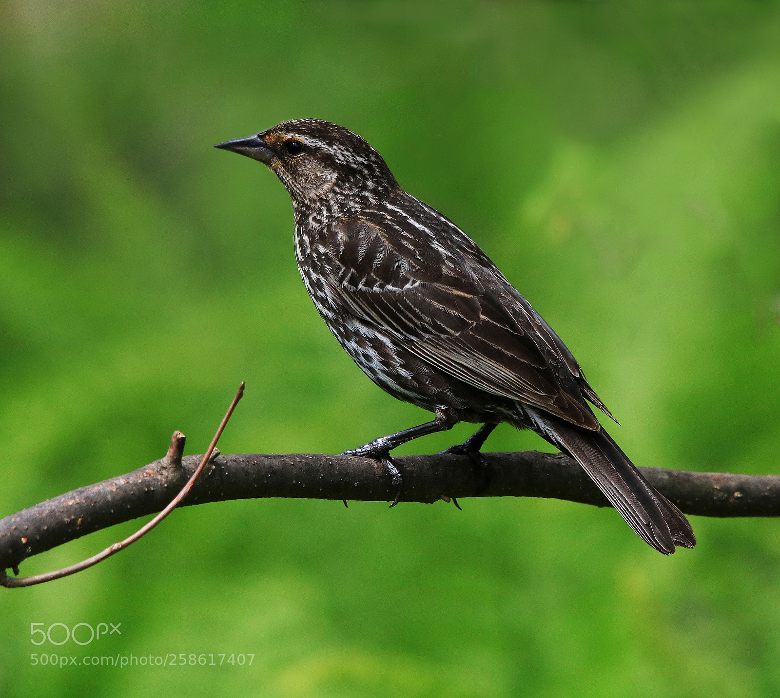 Canon EOS 750D (EOS Rebel T6i / EOS Kiss X8i) sample photo. Female blackbird photography