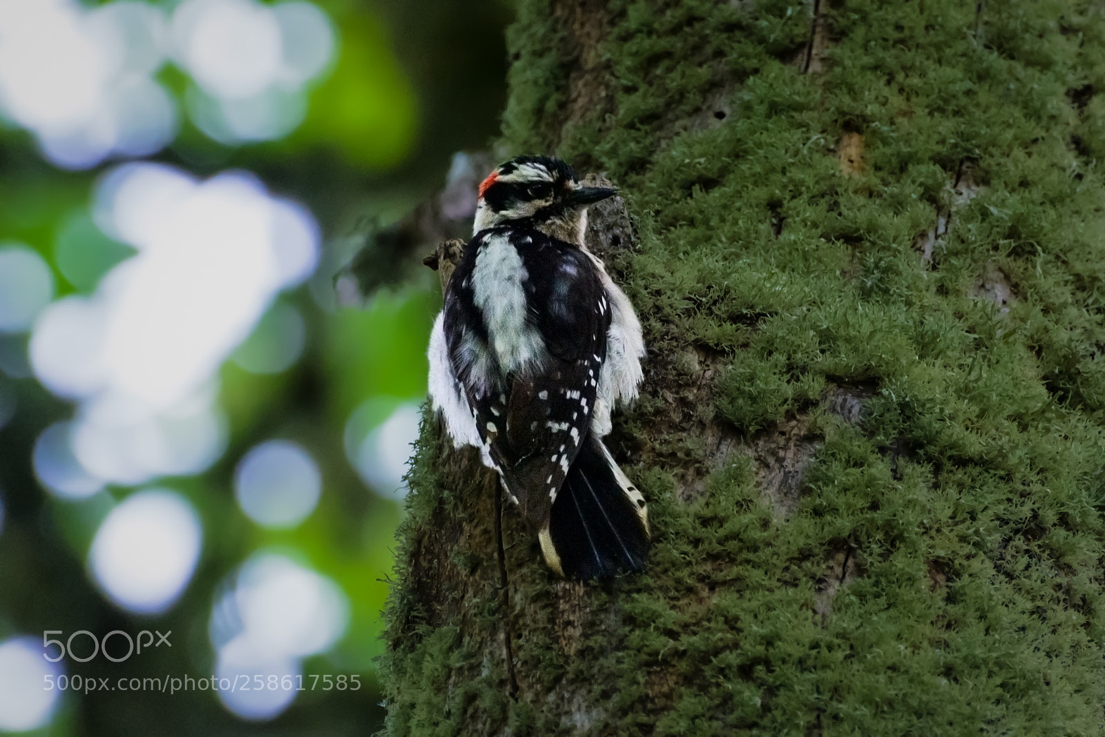 Nikon D800 sample photo. Downy woodpecker photography