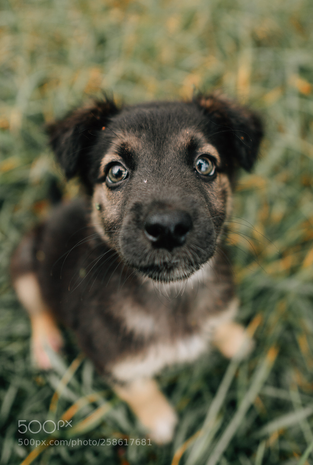 Sony a6300 sample photo. Amora photography