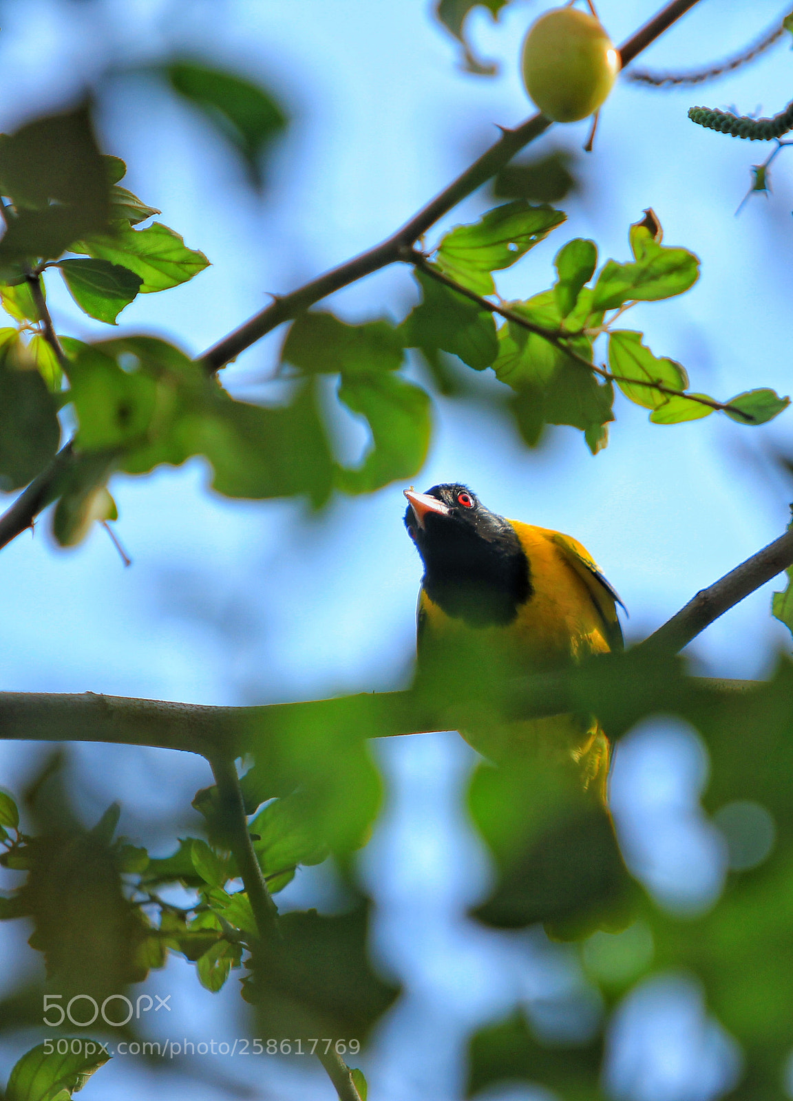 Canon EOS 60D sample photo. Untitled photography