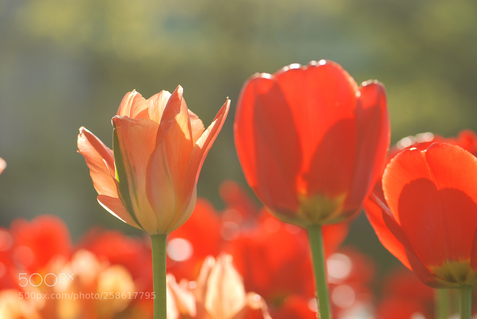 Nikon D80 sample photo. Tulips photography