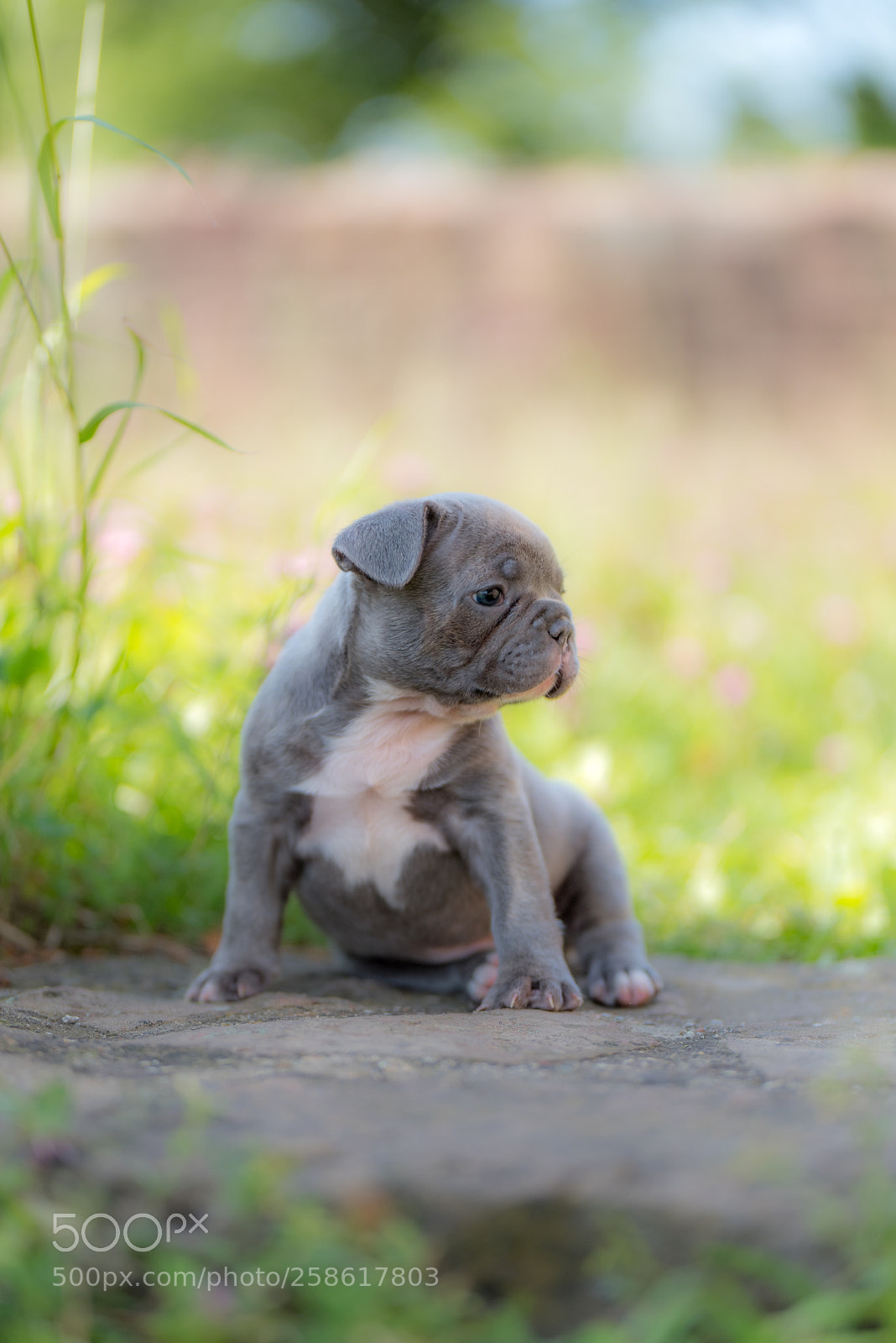 Nikon D750 sample photo. Cute looking photography