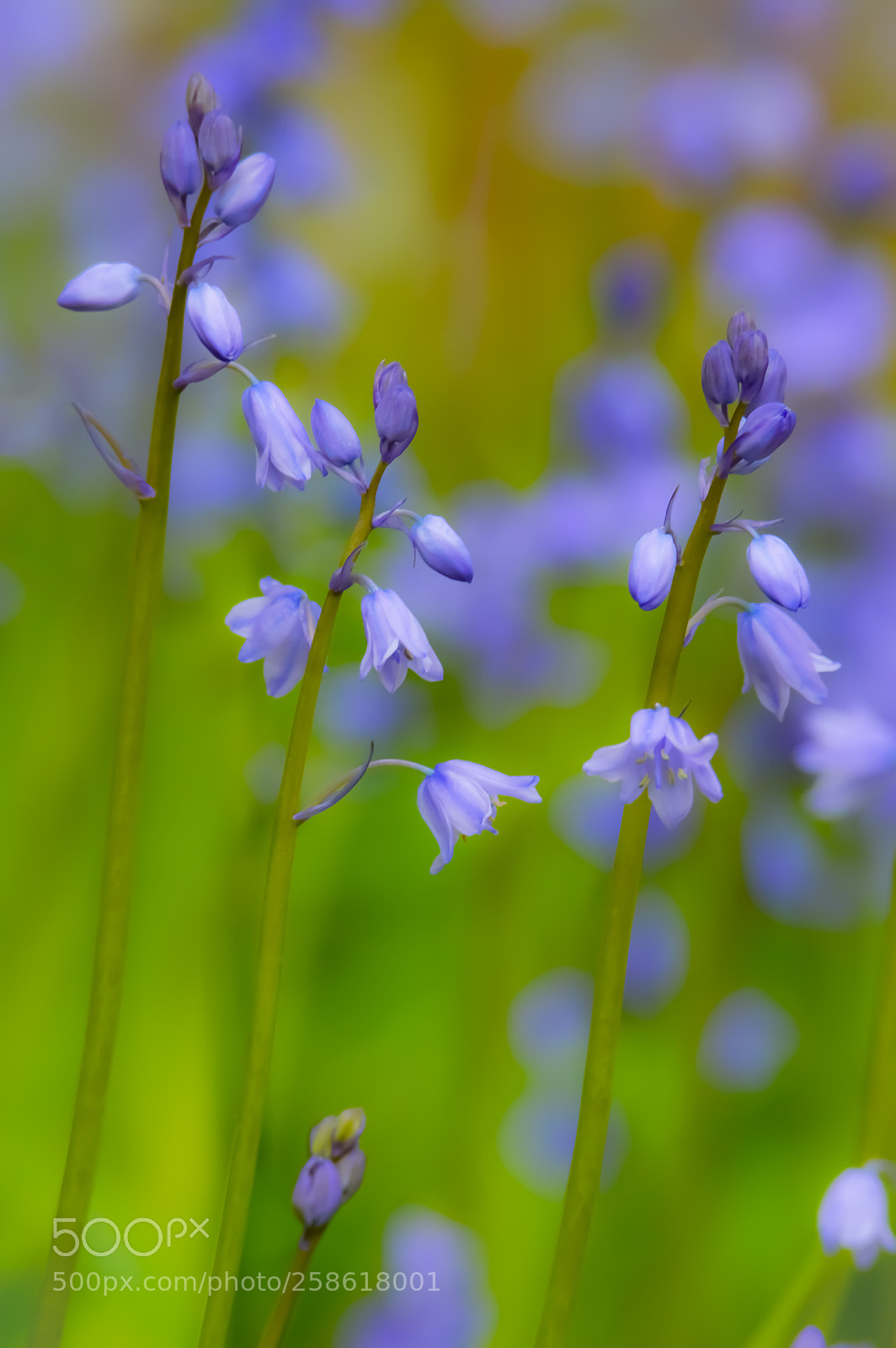 Nikon D3200 sample photo. Bluebell photography
