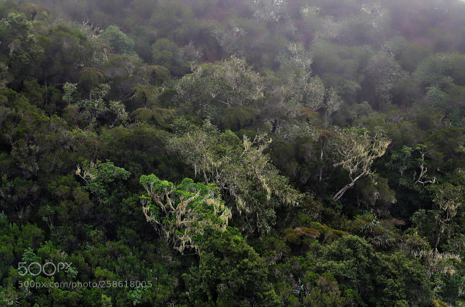 Nikon D7000 sample photo. Foret dans les nuages photography