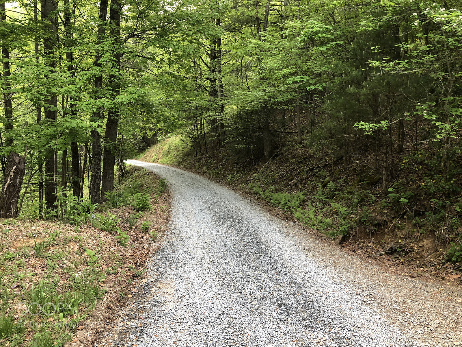 Apple iPhone 8 Plus sample photo. Through the woods photography