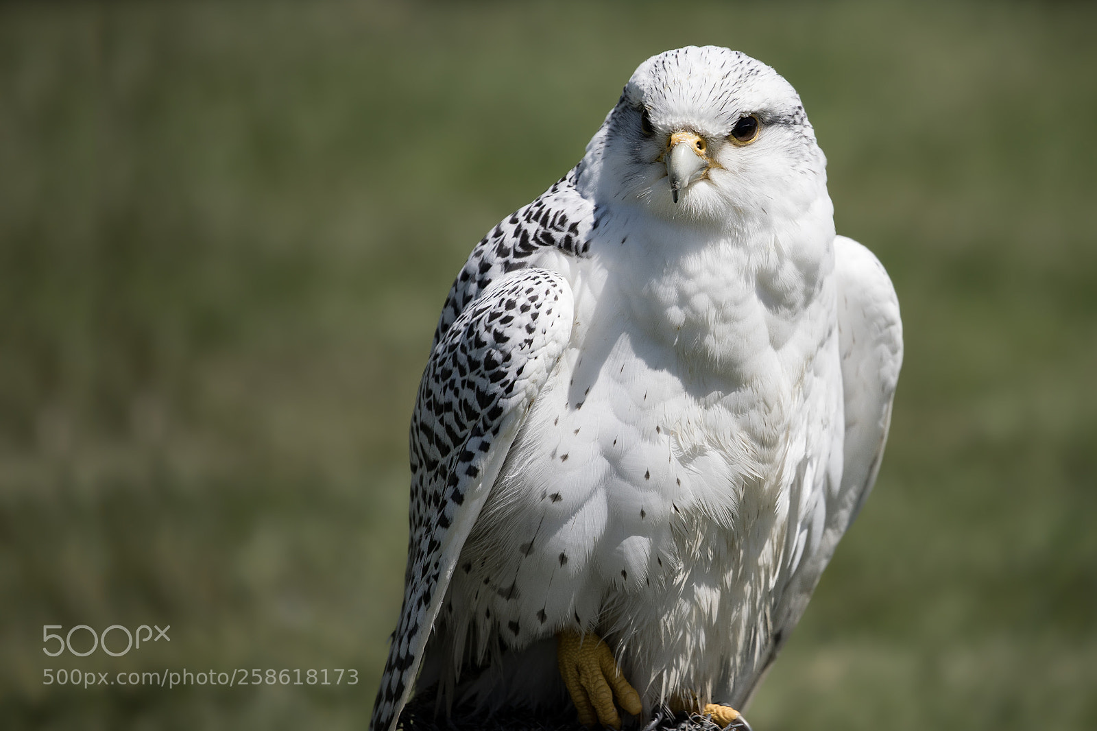 Canon EOS 5D Mark IV sample photo. White gyrfalcons falcon photography