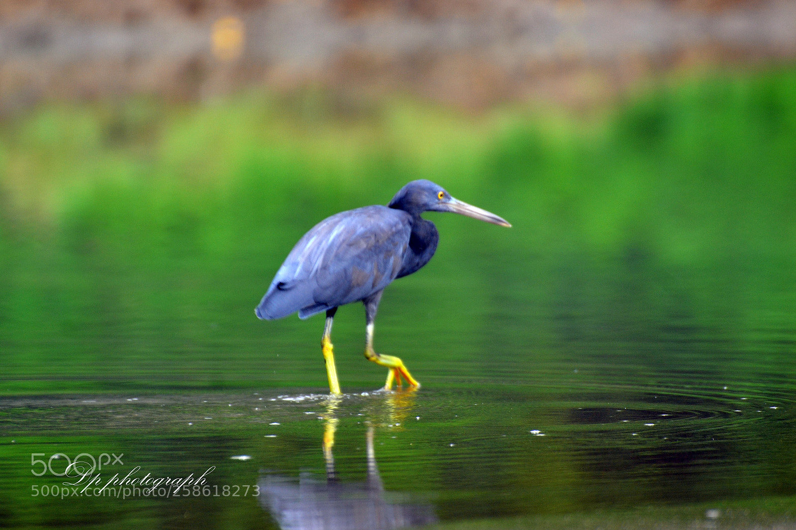 Nikon D3100 sample photo. Seeking slowly and fishing photography