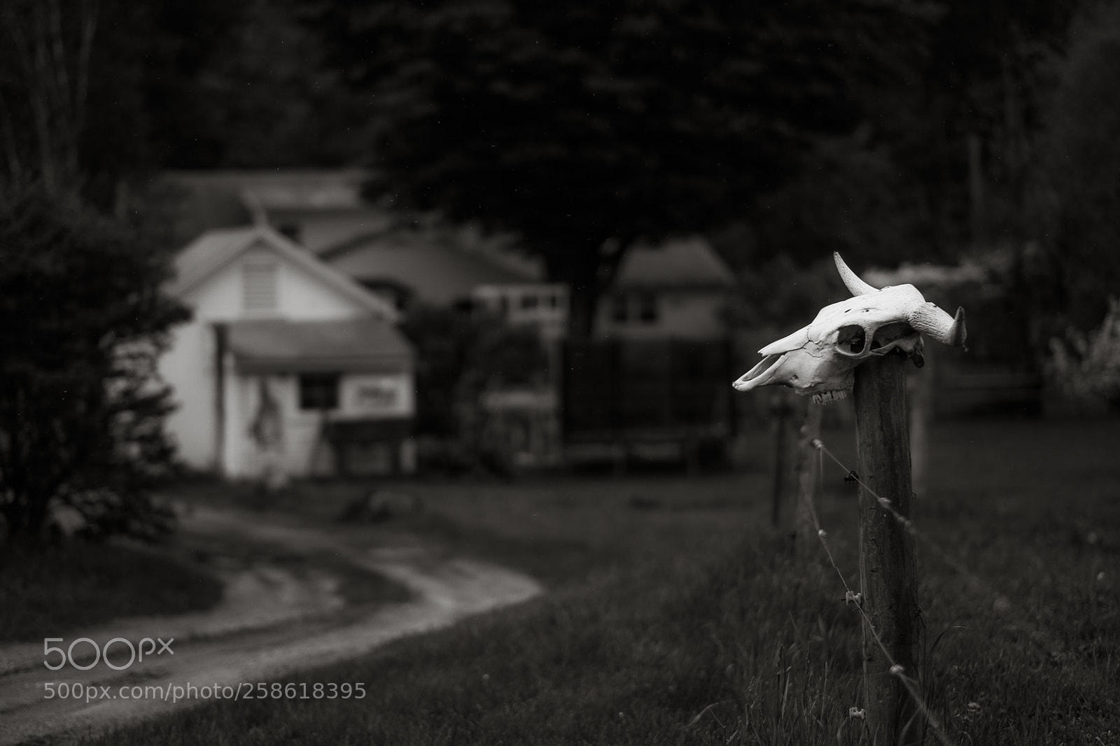 Fujifilm X-T10 sample photo. At the farm photography