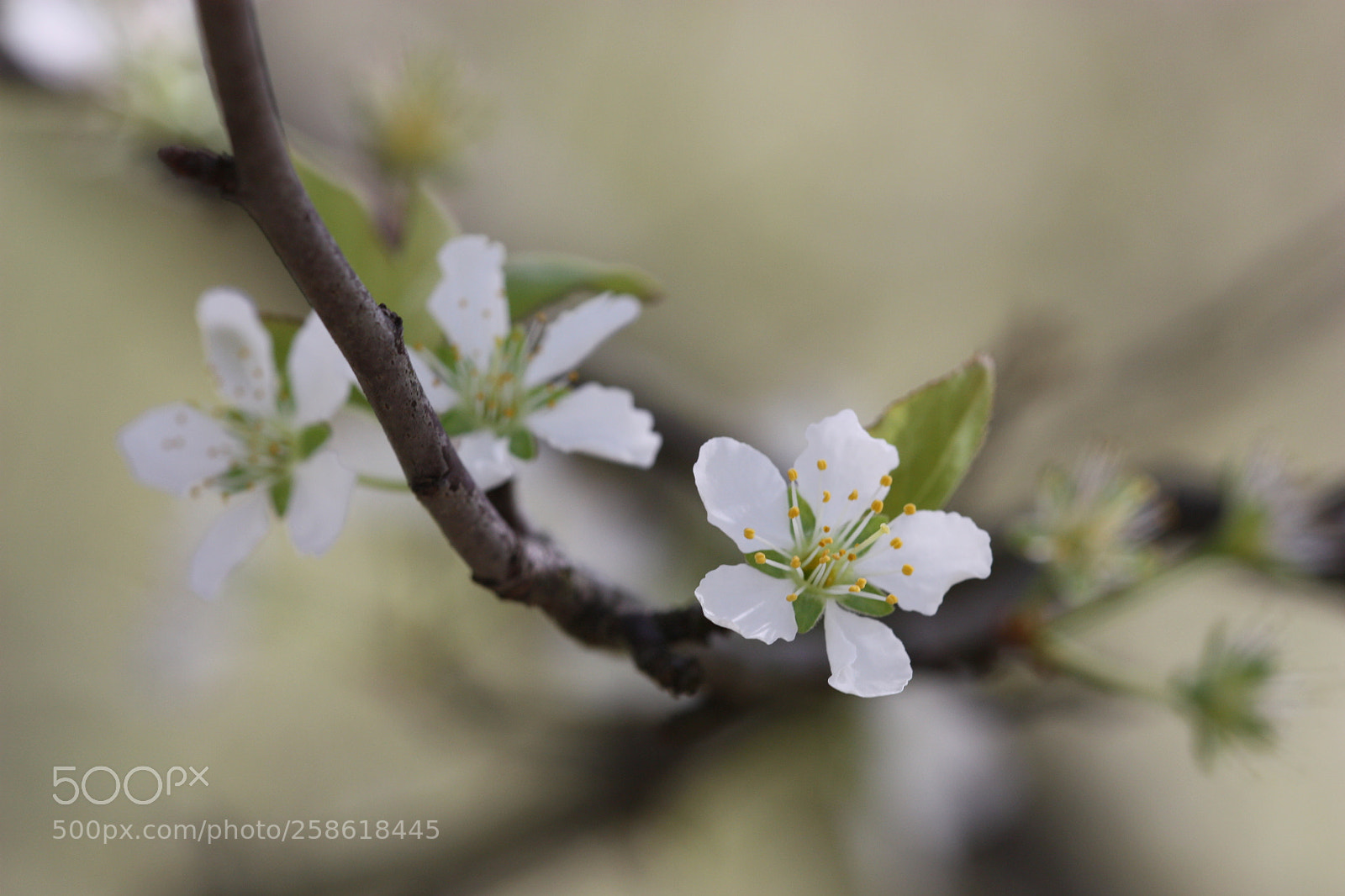 Canon EOS 450D (EOS Rebel XSi / EOS Kiss X2) sample photo. Blossoming photography