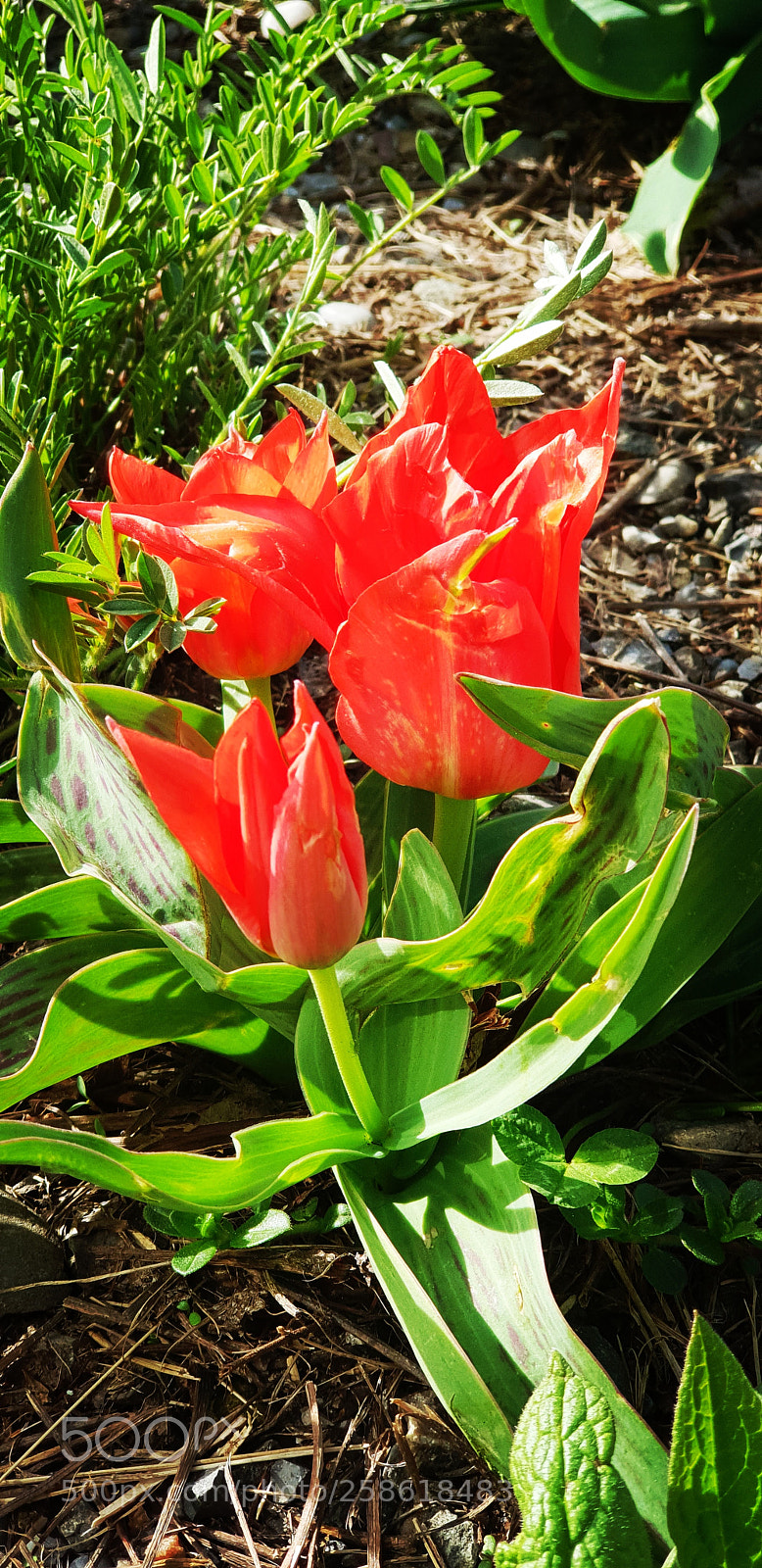 Samsung Galaxy S9+ sample photo. Red flowers photography