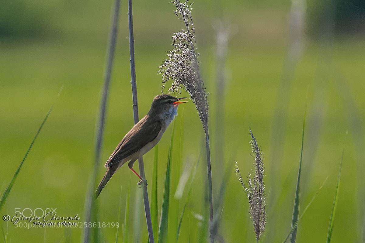 Canon EOS 7D Mark II sample photo. Cannareccione photography