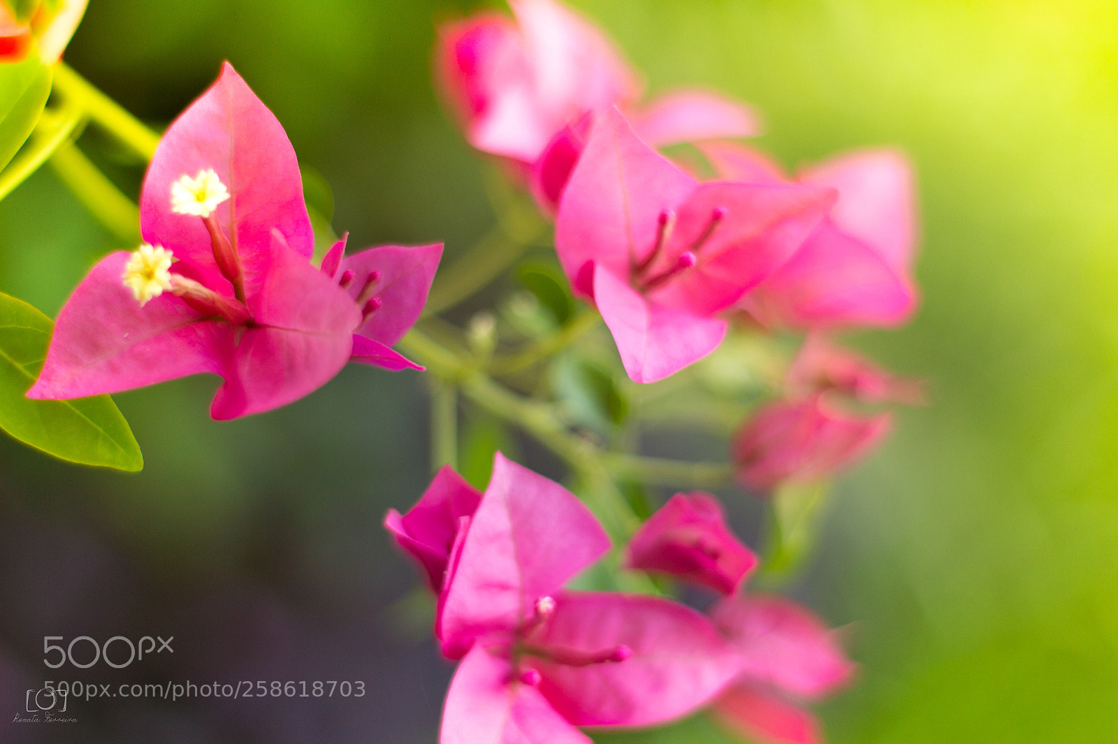 Canon EOS 700D (EOS Rebel T5i / EOS Kiss X7i) sample photo. Flores photography