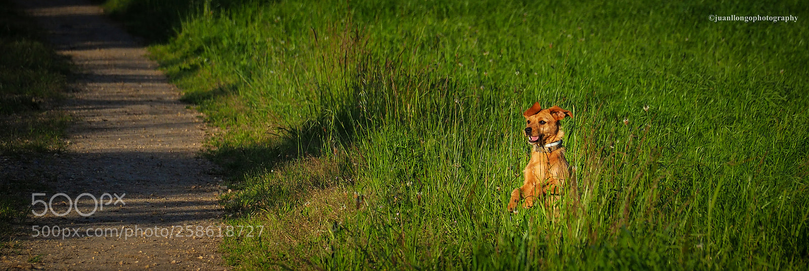 Olympus OM-D E-M10 II sample photo. Donde esta lana photography