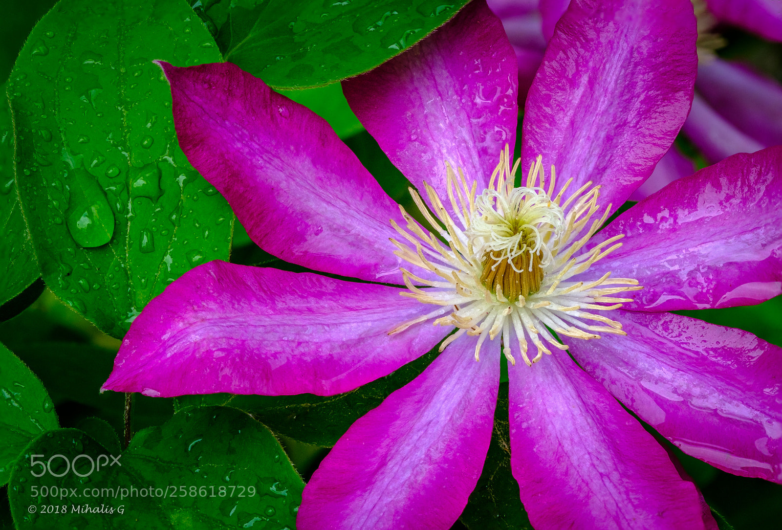 Fujifilm X-T2 sample photo. Clematis after a rain photography