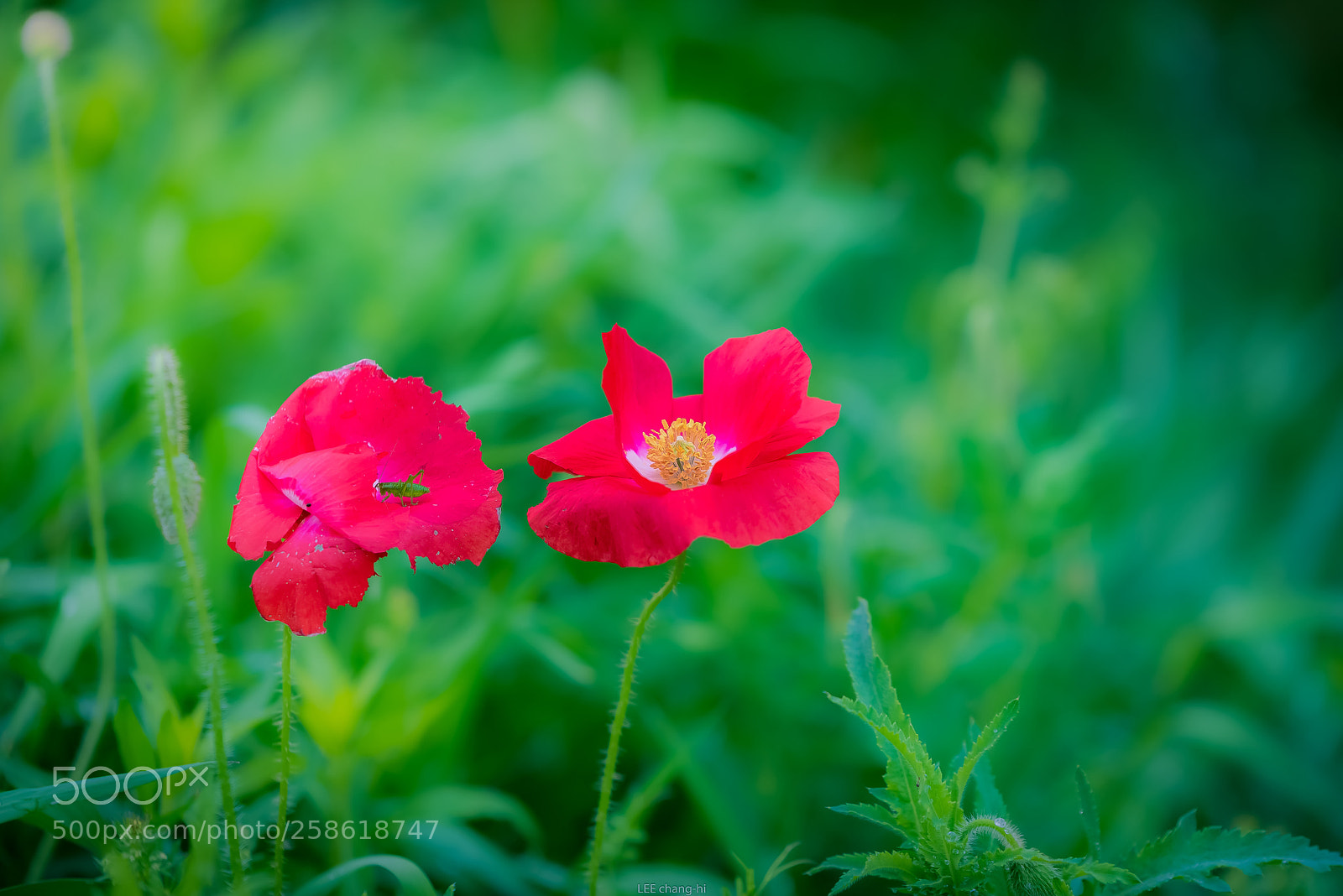 Nikon D810 sample photo. Poppy photography