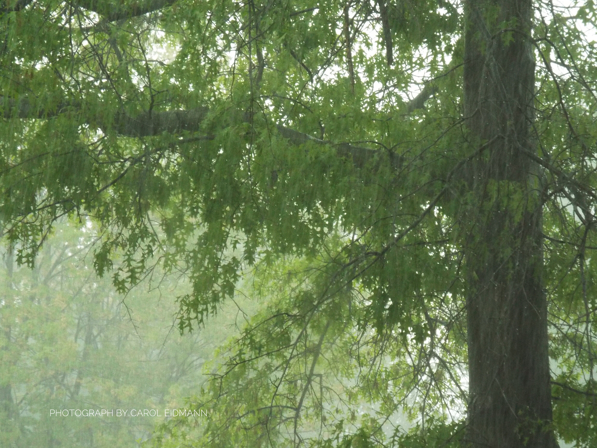 Fujifilm FinePix S9900W S9950W sample photo. Rainy day in may photography