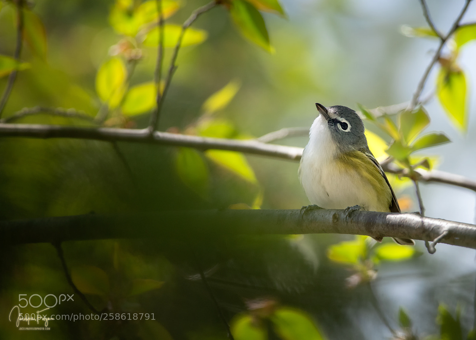 Nikon D750 sample photo. Blue-headed vireo photography