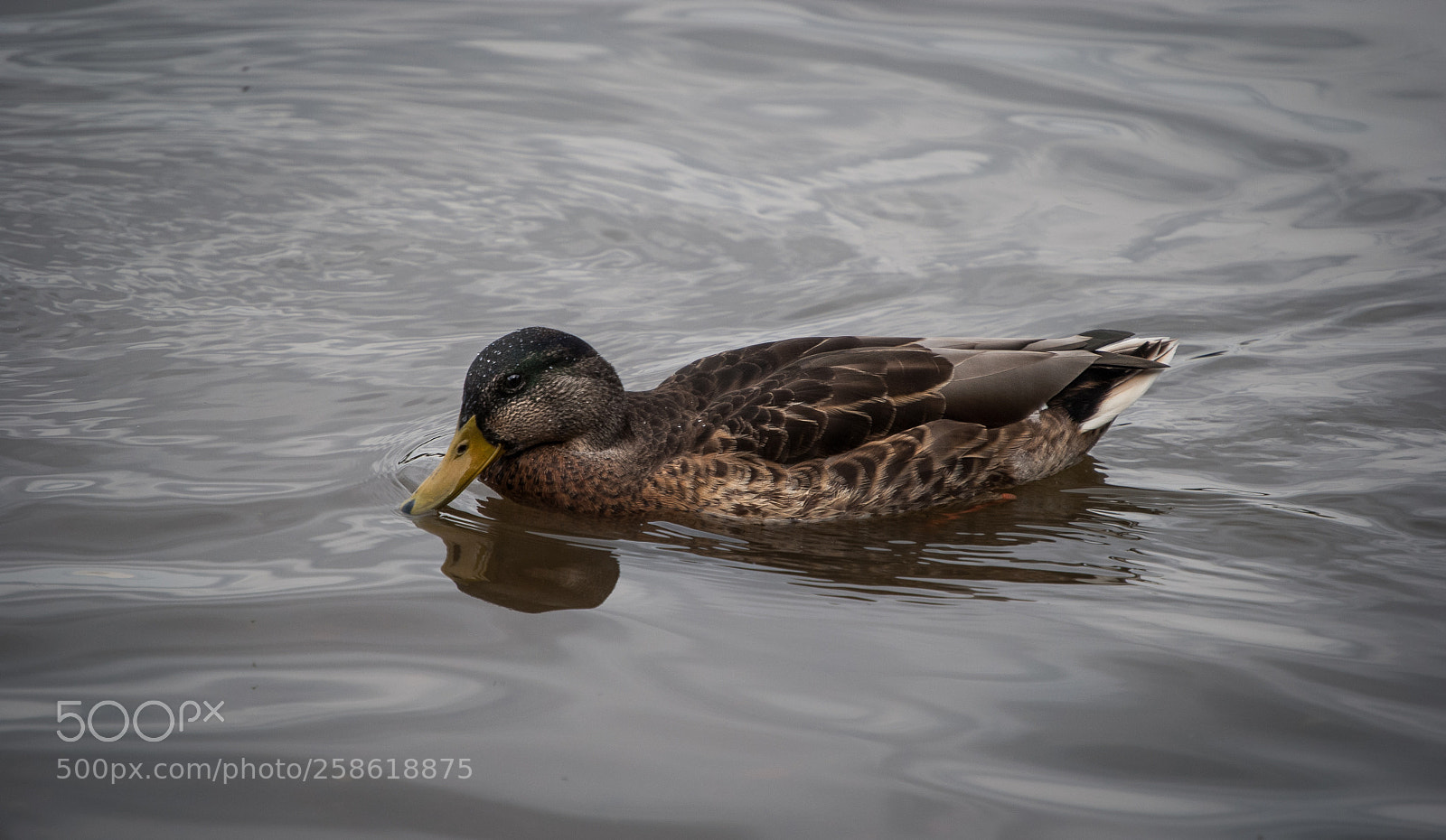 Nikon D60 sample photo. Duck photography