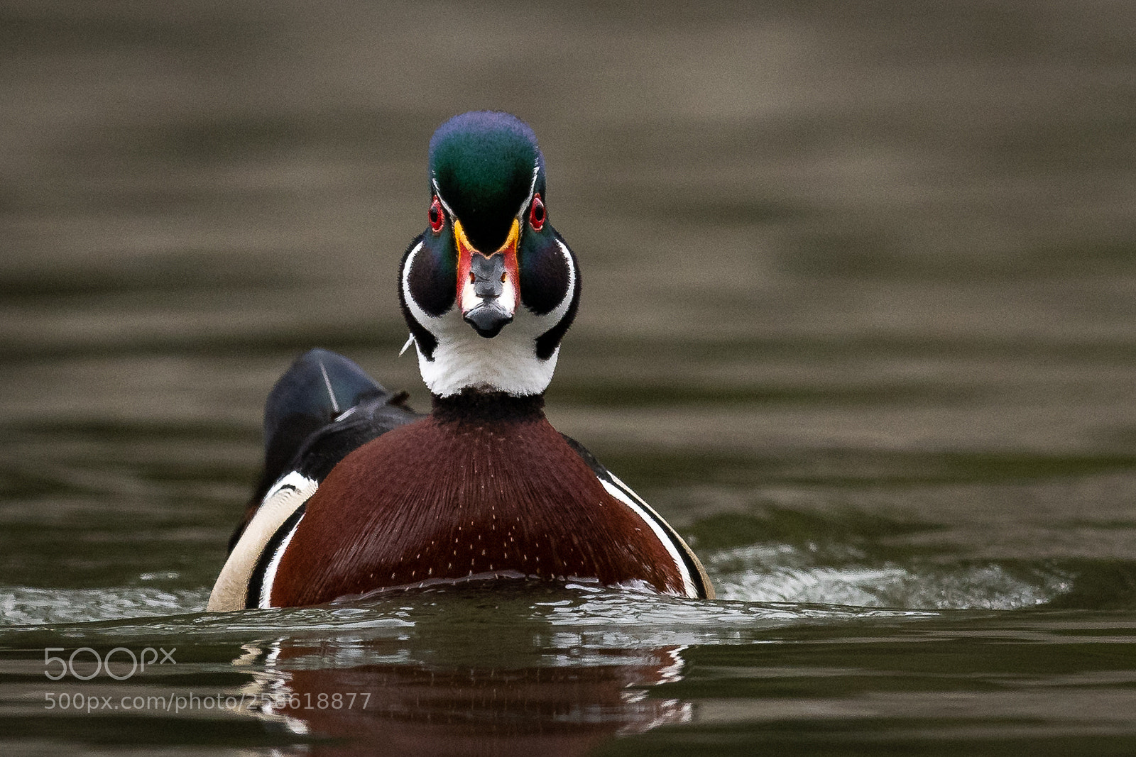 Nikon D850 sample photo. Wood duck photography