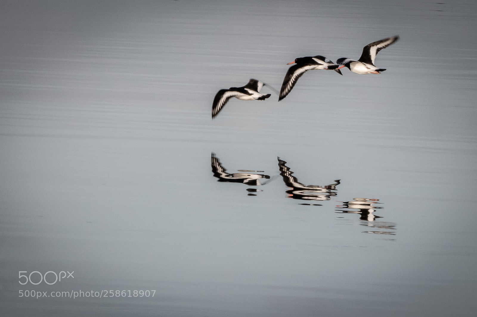 Canon EOS 760D (EOS Rebel T6s / EOS 8000D) sample photo. Birds photography