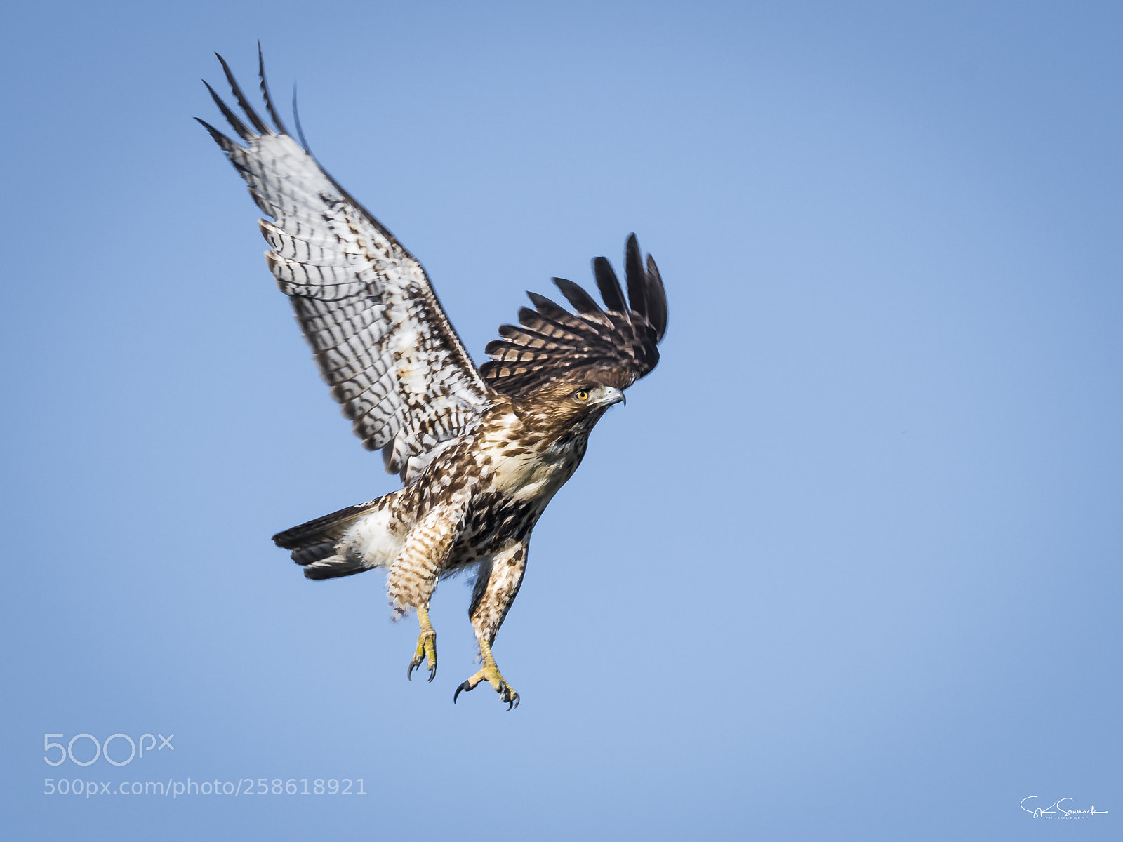 Nikon D850 sample photo. Red tailed hawk photography