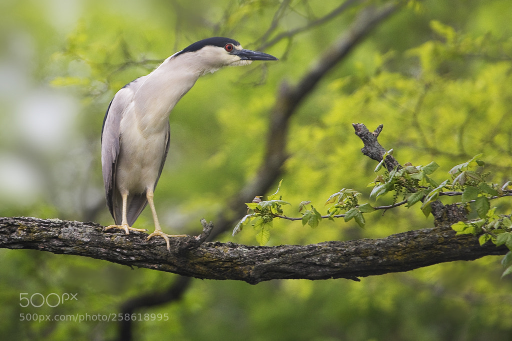 Canon EOS 7D Mark II sample photo. Black crowned night heron photography