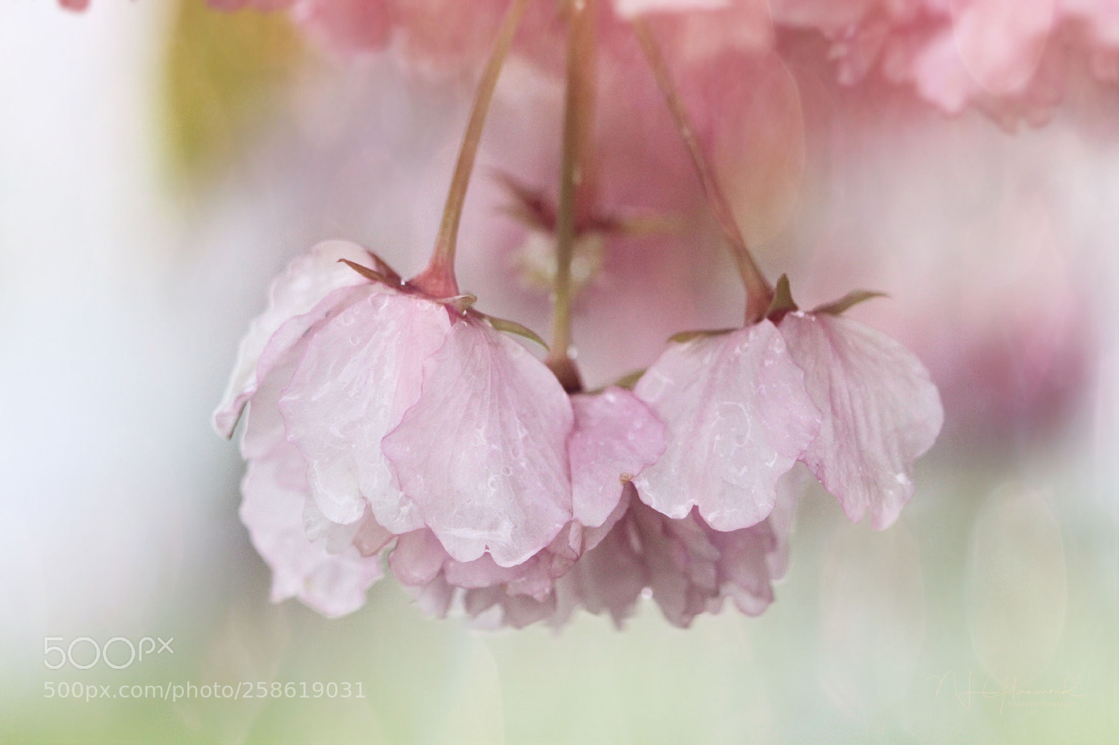 Canon EOS 7D sample photo. Sherbert spring photography