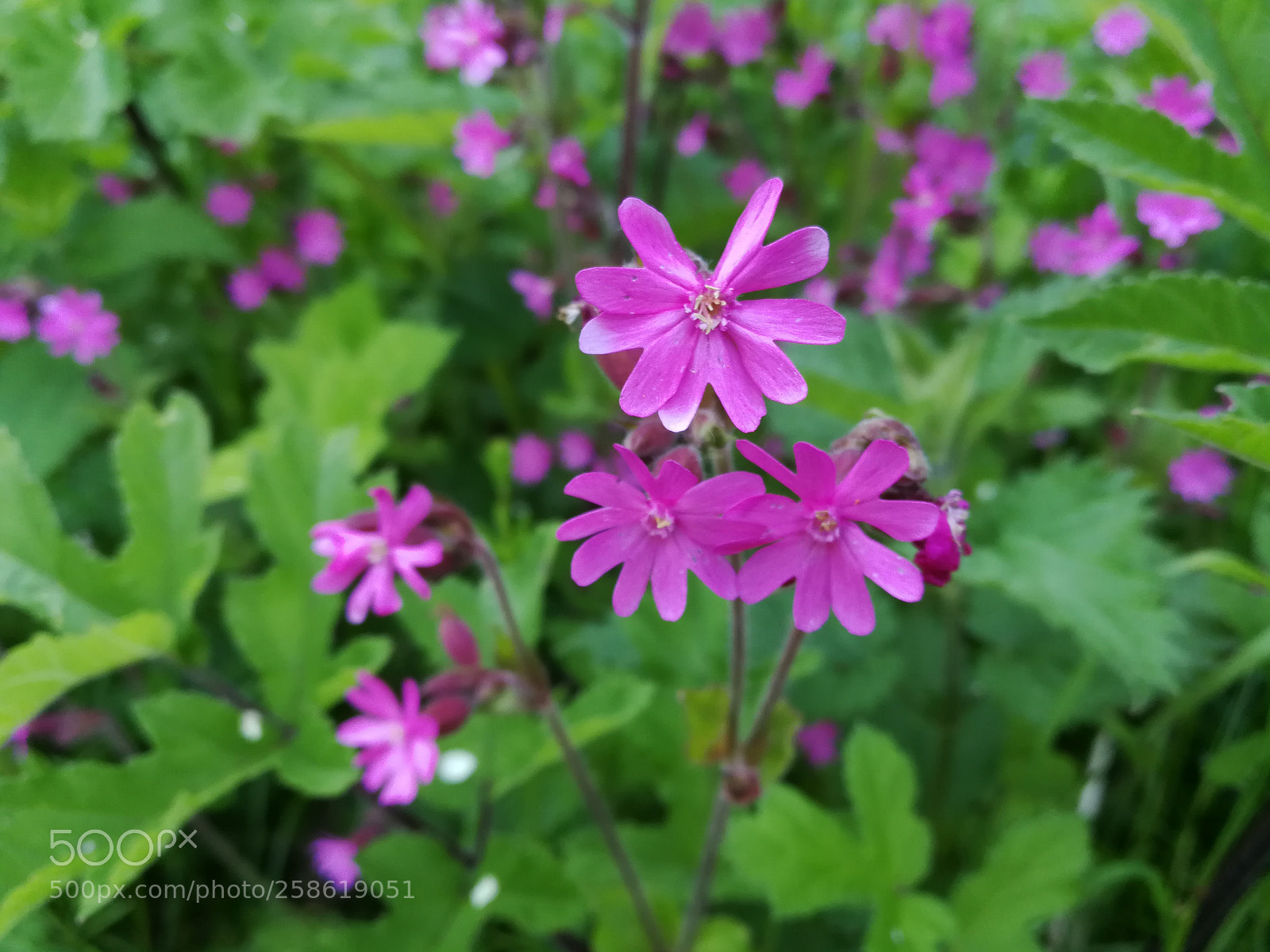 HUAWEI P10 sample photo. Untitled photography