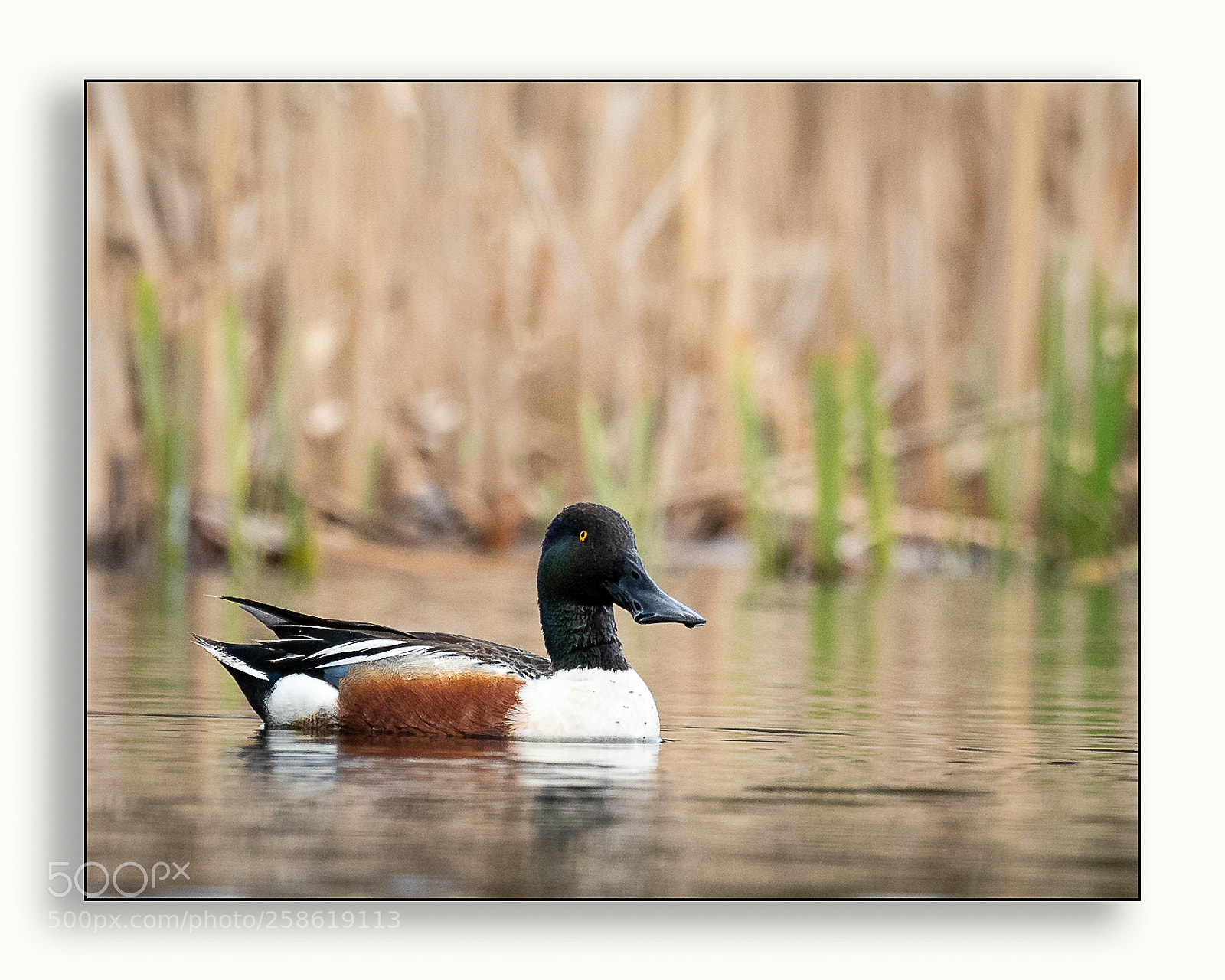 Nikon D850 sample photo. Northern shouveler photography