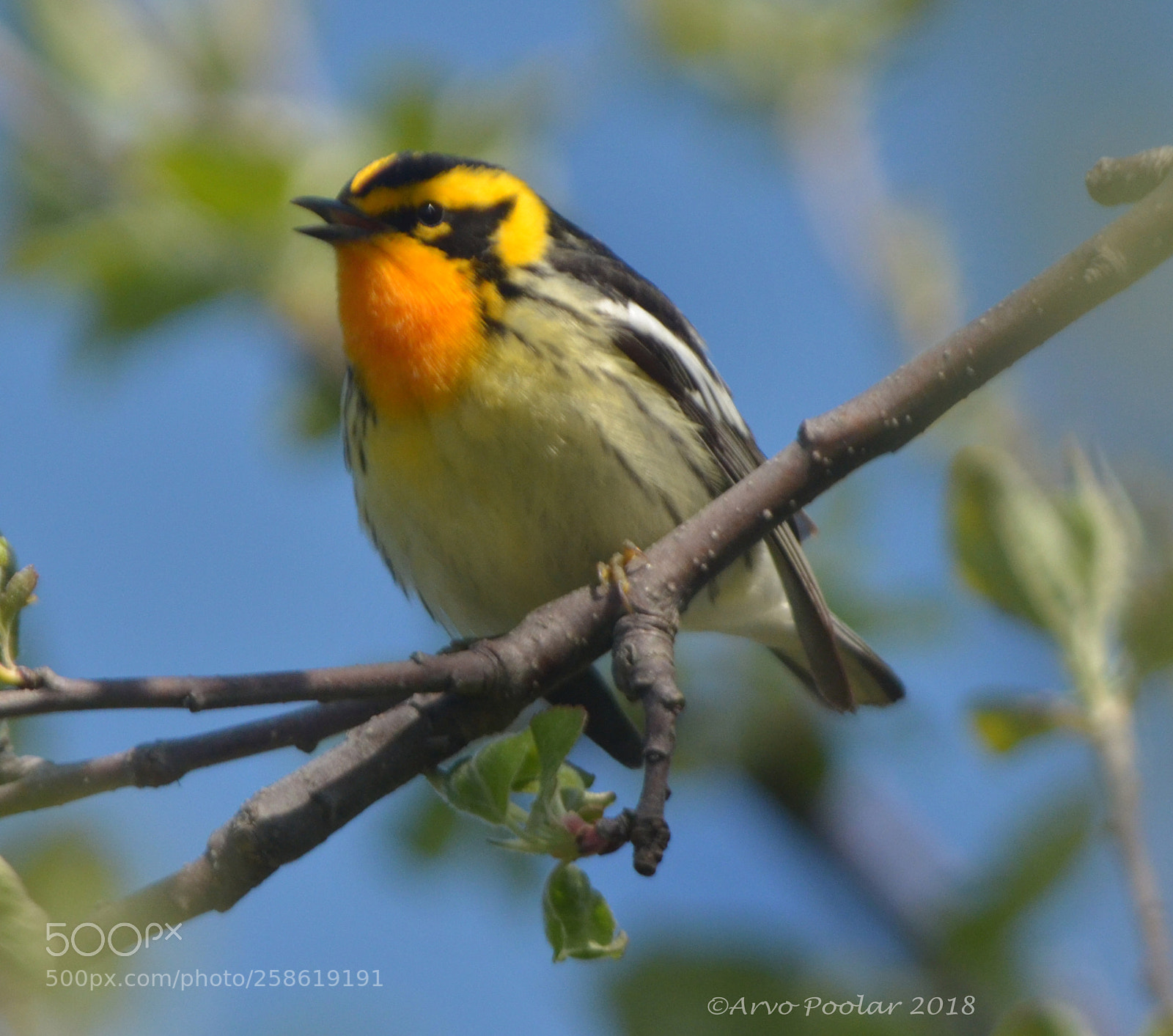 Nikon D7000 sample photo. Blackburian warbler male photography