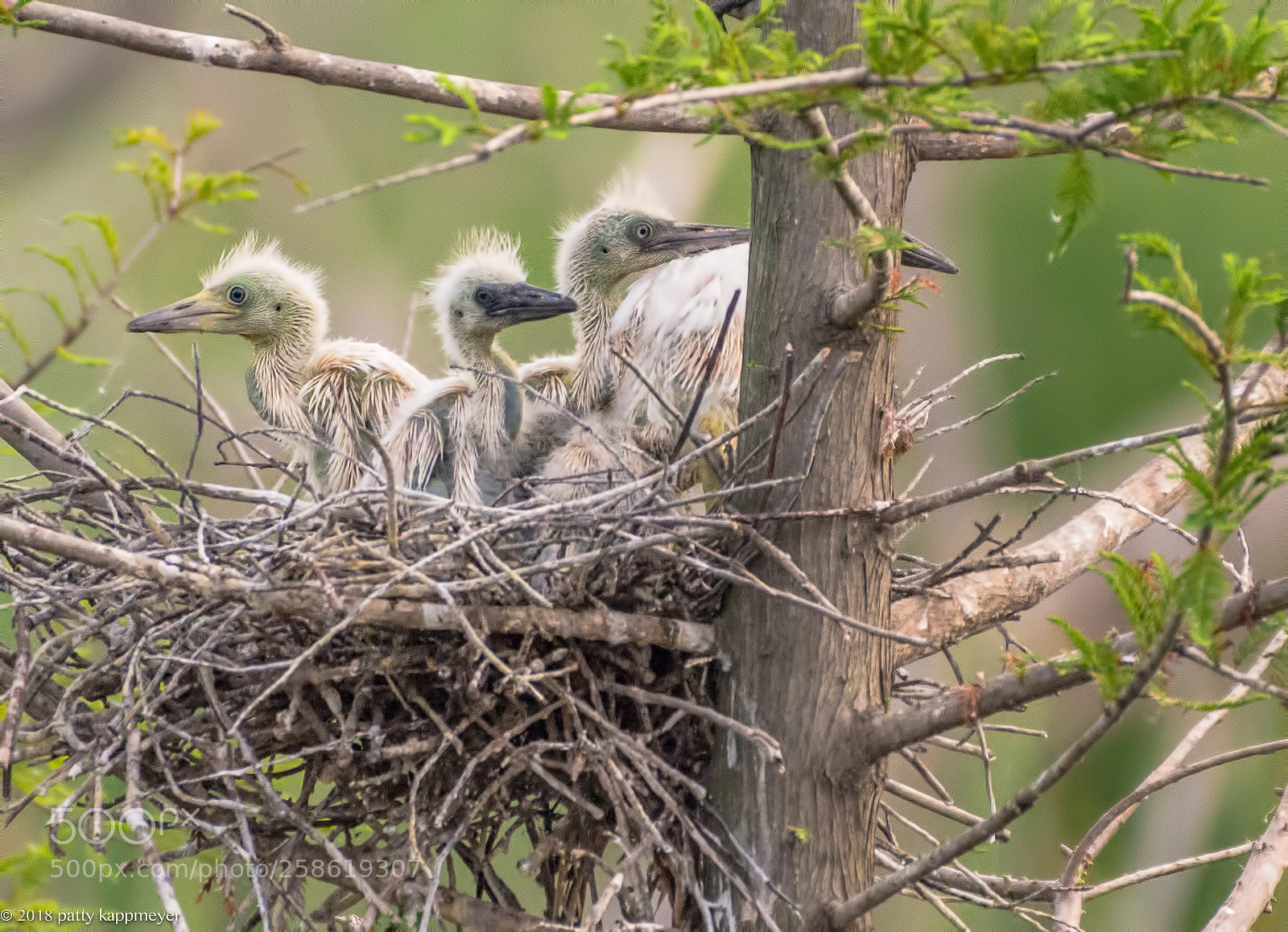 Nikon D7200 sample photo. Little blue heron nest photography