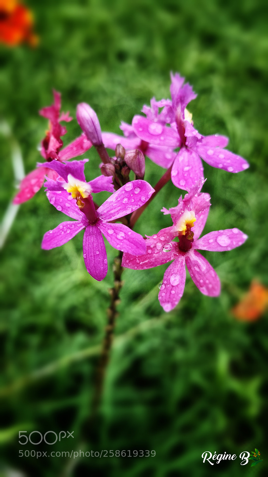 Samsung Galaxy Note4 sample photo. We are beautiful no photography