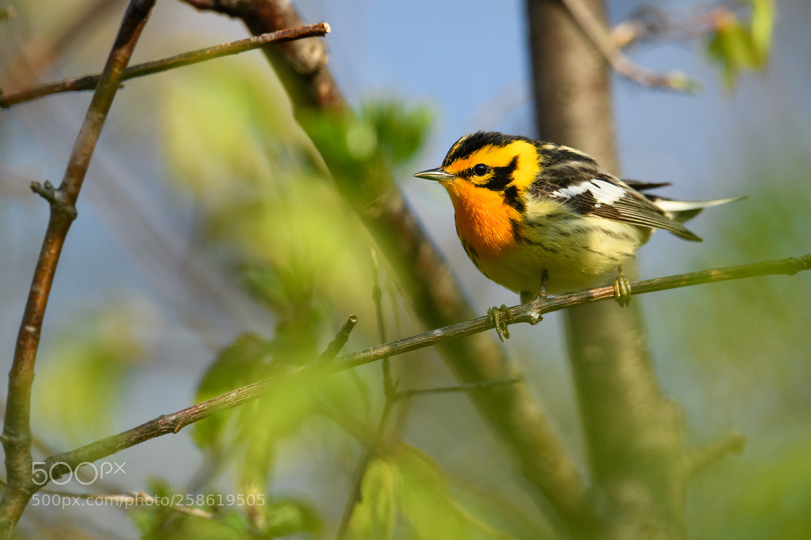 Nikon D850 sample photo. Blackburnian warbler up close photography