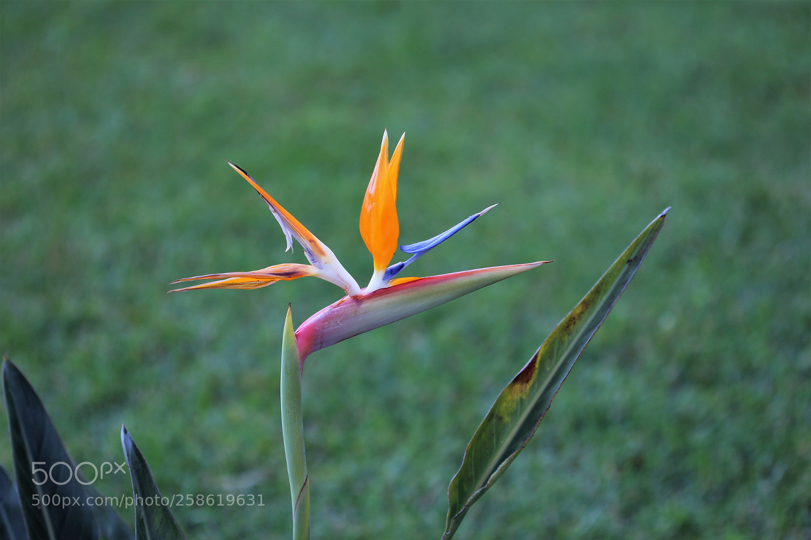 Canon EOS 60D sample photo. Y a t il photography