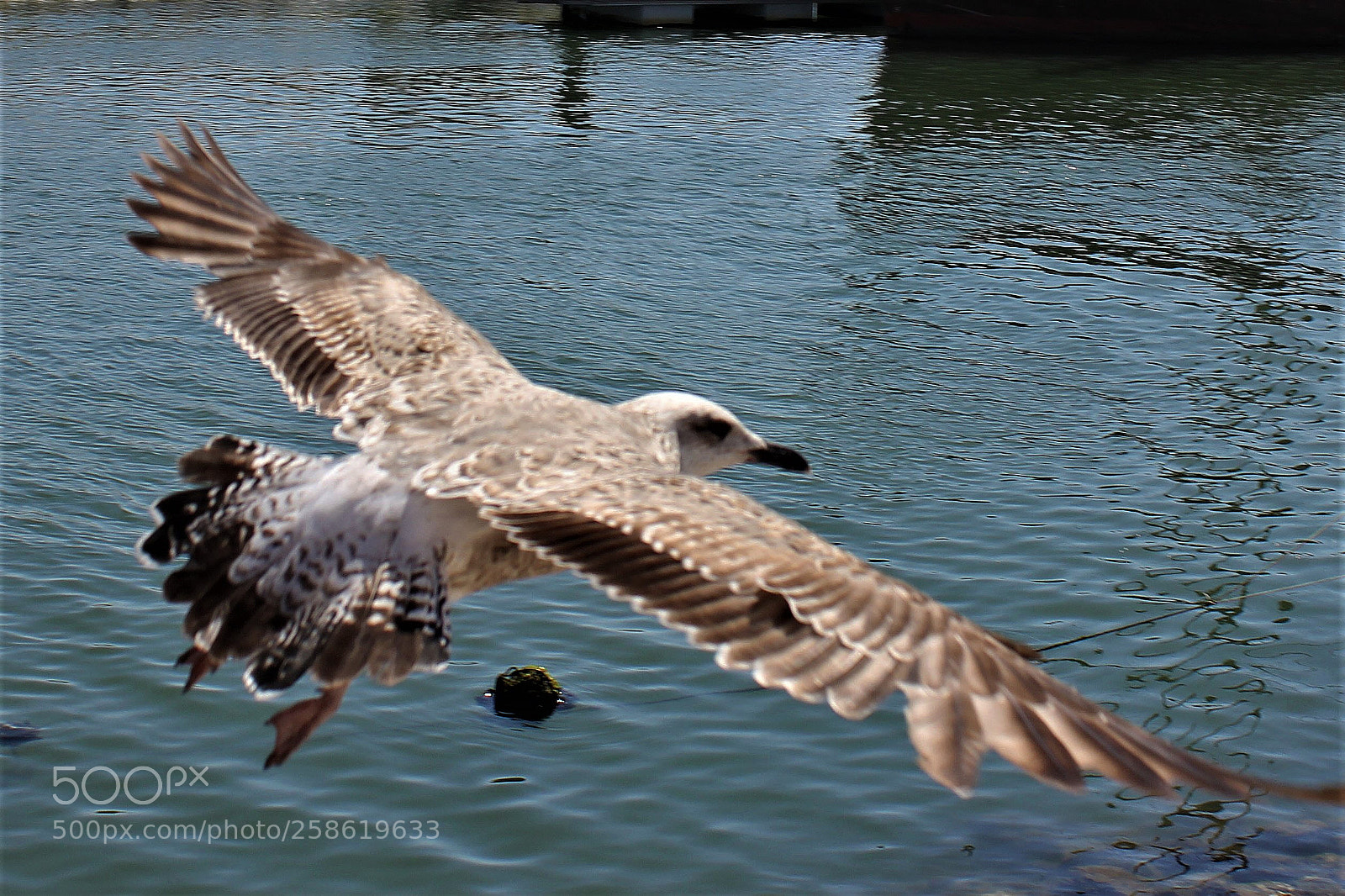 Canon EOS 60D sample photo. Bel envol photography