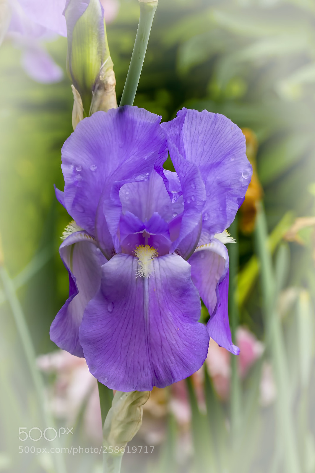 Canon EOS 60D sample photo. Iris photography