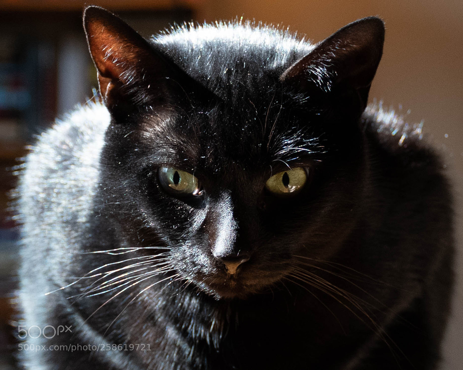 Nikon D7500 sample photo. The panther in the photography