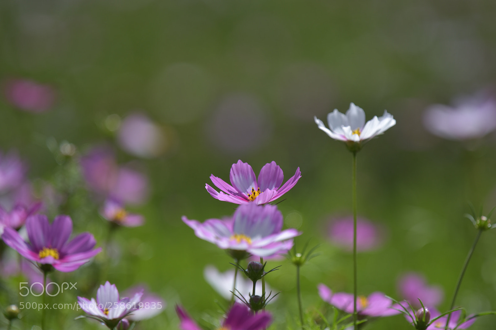 Nikon D7200 sample photo. Coreopsis photography