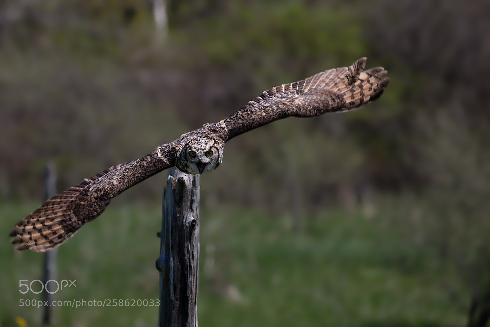 Canon EOS 5D Mark IV sample photo. Great horned owl photography