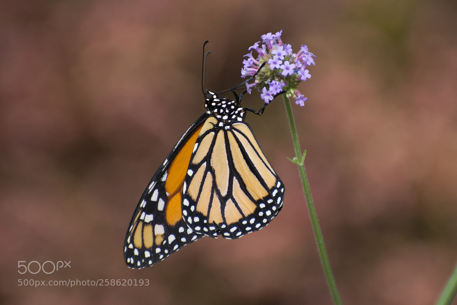Nikon D7200 sample photo. Butterfly 2018-31 photography