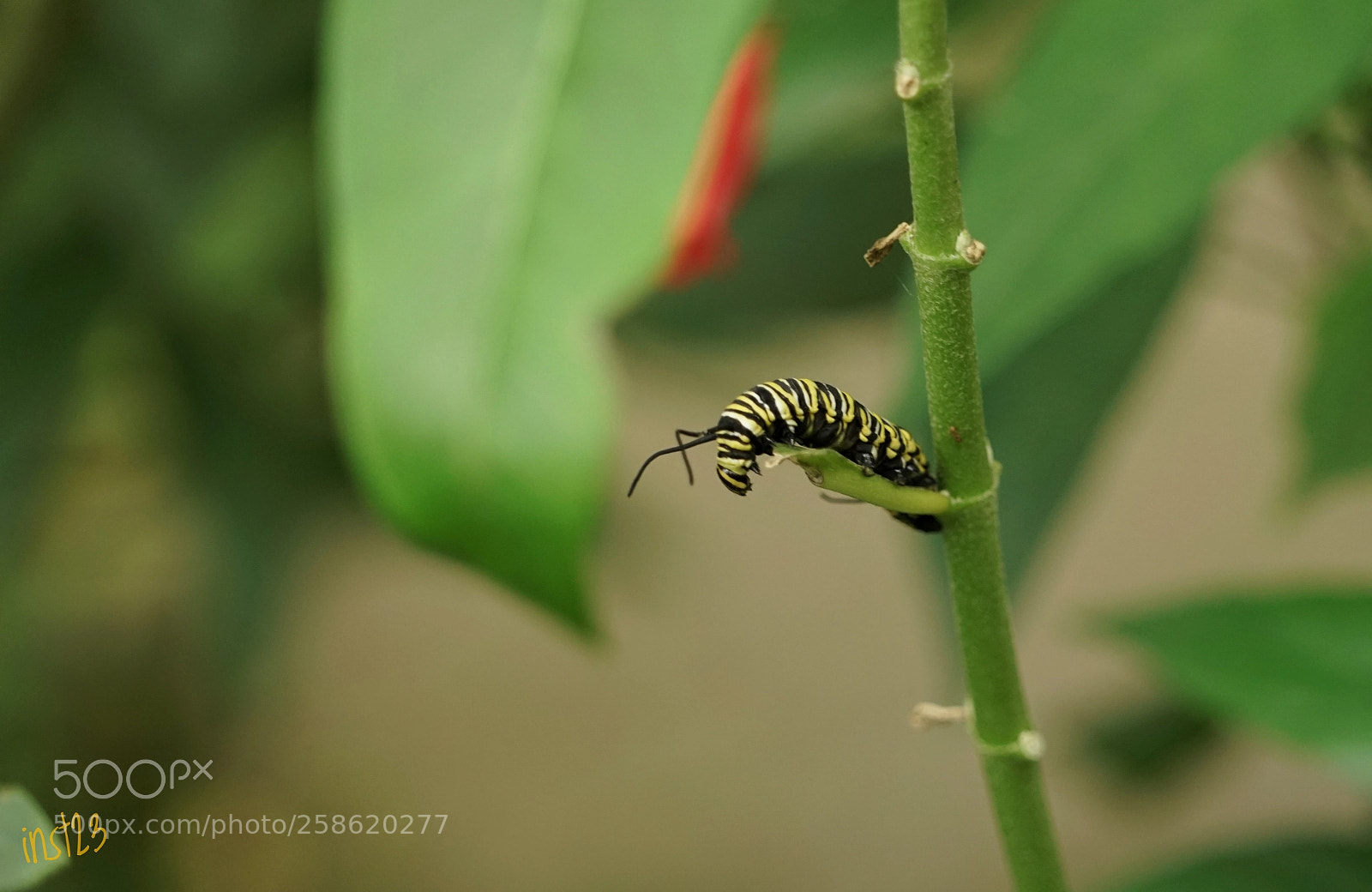 Sony a7 II sample photo. Eine kleine raupe photography