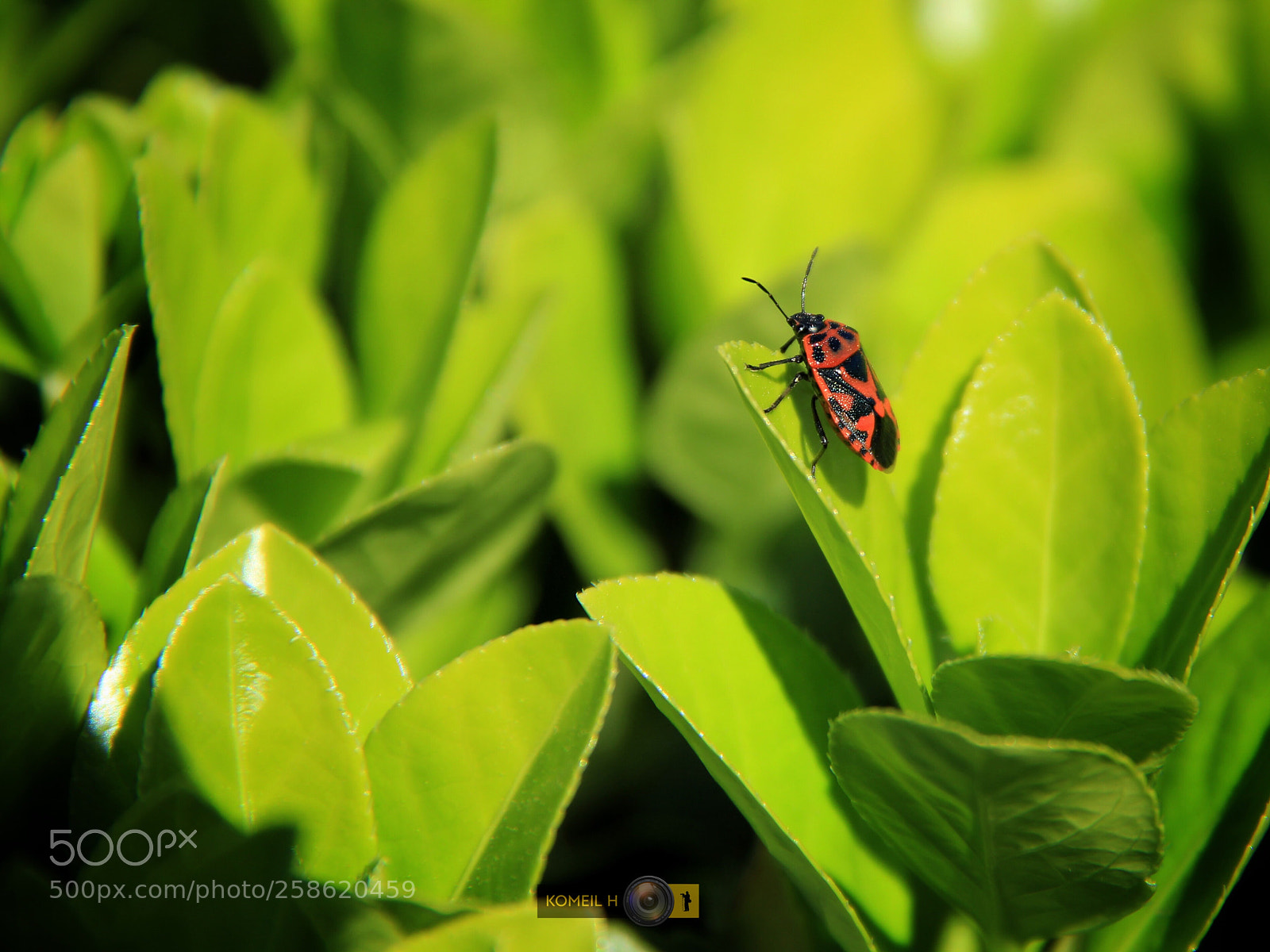 Canon EOS 60D sample photo. Insect photography