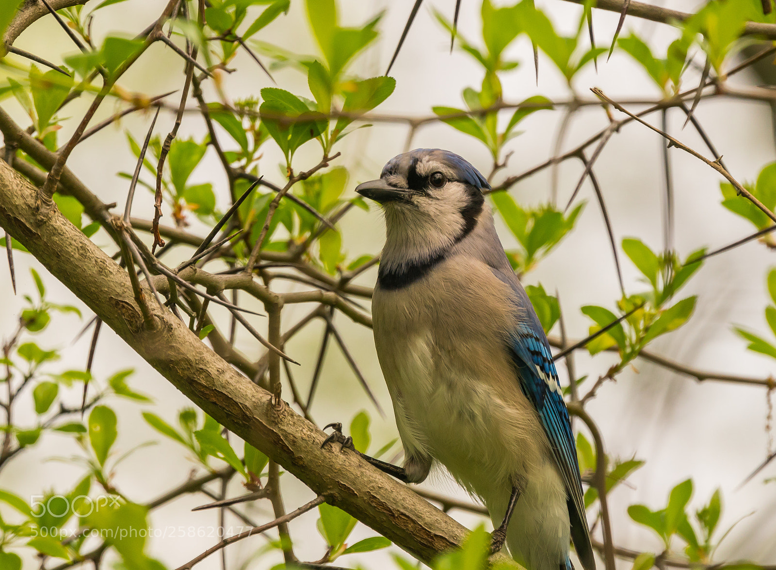 Sony a6300 sample photo. Blue jay photography