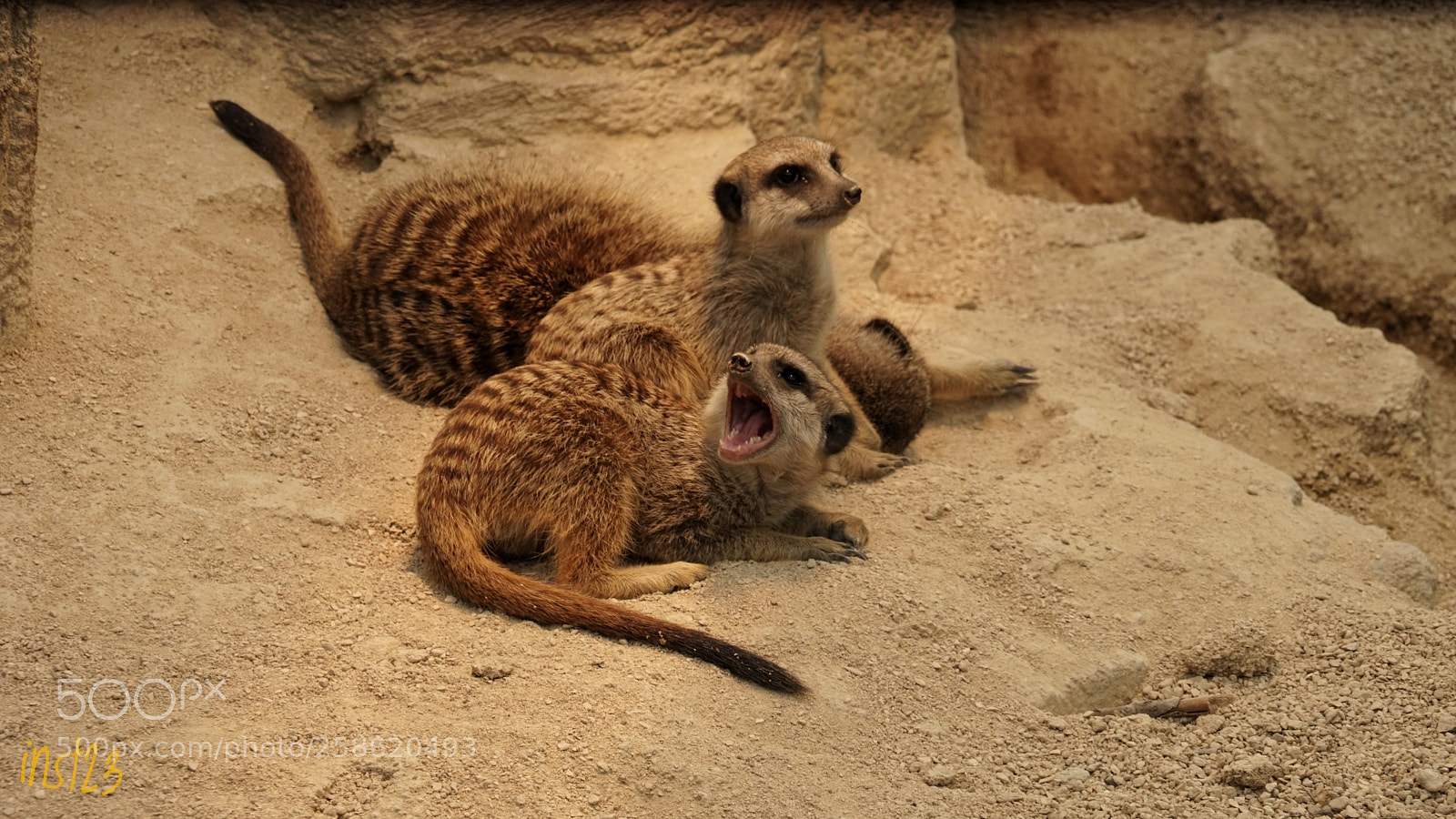Sony a7 II sample photo. Erdmännchen photography